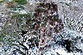 Dracophyllum traversii snow