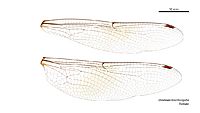 Dromaeschna forcipata female wings (34895374392)
