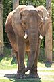 Elephant cpzoo