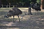 Emus in Lone Pine