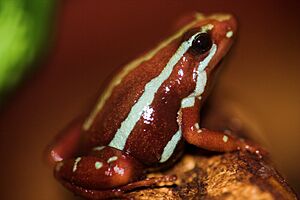 Epipedobates tricolor close
