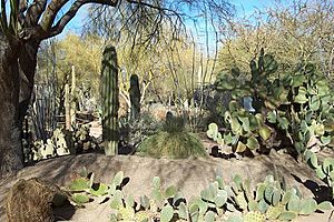 Ethel M Botanical Cactus Garden 1.JPG