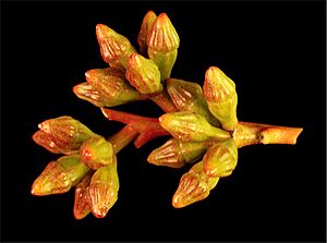 Eucalyptus fraseri buds