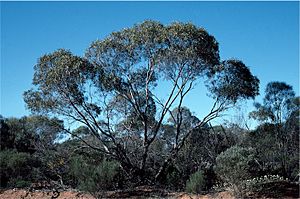 Eucalyptus jucunda.jpg