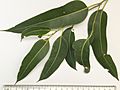 Eucalyptus punctata - adult leaves