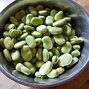 Fava beans from the Farmers' market ファーマーズマーケットで買ったソラマメ