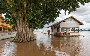 Flooded building and tree trunk in the muddy water of the Mekong in Si Phan Don, Laos, September 2019