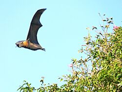 Flying bat with tree orig