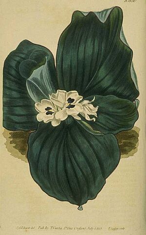 Galangal.web