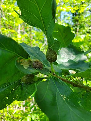 Gall of Oak Petiole Gall Wasp Andricus quercuspetiolicola on Bur Oak.jpg