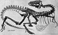 Gorgosaurus skeleton AMNH 5428