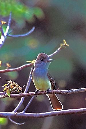 Great Crested Flycatcher in back of Bowman's Beach, Sanibel