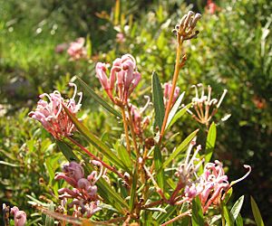 Grevillea Pink Midget