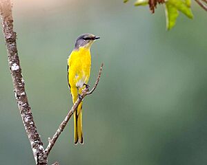 Grey Chinned Minivet (Female)