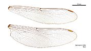 Gynacantha kirbyi male wings (35019604266)