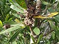Hakea oleifolia fruit
