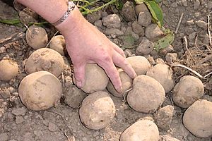 Hand with potatoes