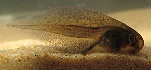 Haswell's Frog - Paracrinia haswelli tadpole.jpg