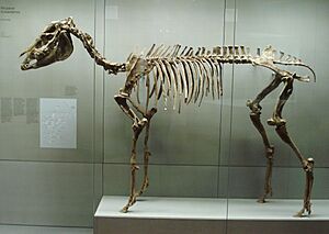 Hipparion