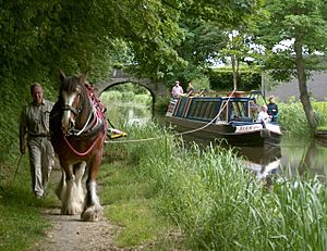 Horse drawn cruising on the Montgomery Canal - geograph.org.uk - 846074