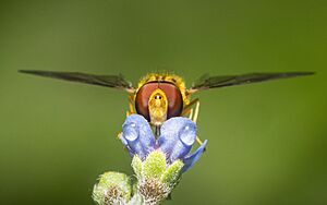 Hoverfly in rain by prasan shrestha