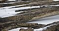 Hulls Trace Wayne County MI D