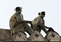 Human Langur monkeys, Orchha, India