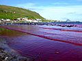 Hvalba beach whaling, Faroe Islands