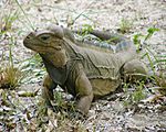 Iguana pauses in the grass.