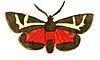 Illustrations of Exotic Entomology Nemeophila Figurata.jpg