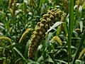 Japanese Foxtail millet 02