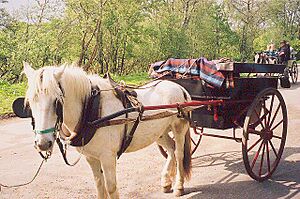 Jaunting Cars in Killarney National Park