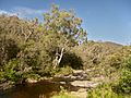 Jounama Creek, near Talbingo NSW