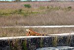 KeyWestFL FtZachTaylor Iguana 2 202320123 02