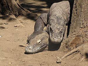 Komodo-mating