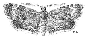 LEPI Choreutidae Asterivora combinatana