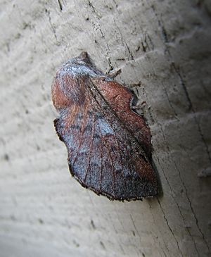 Lappet Moth. 5394.f.w.wiki.jpg