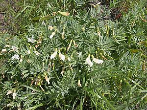Lathyrus rigidus plant-5-12-05.jpg