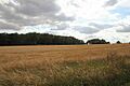 Lawn Wood - geograph.org.uk - 509045