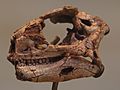 Lesothosaurus sp skull 3894