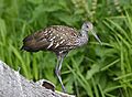 Limpkin, Florida 05
