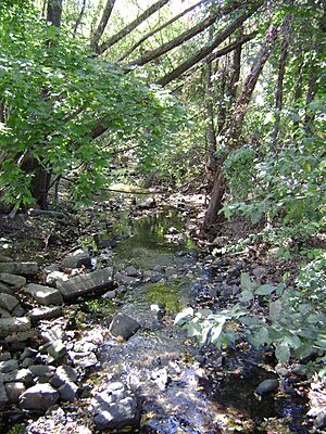 Little Diamond Brook