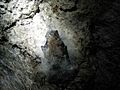 Little brown bat affected by white nose syndrome