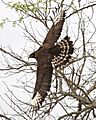 Long-crested eagle (Lophaetus occipitalis) 2