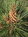 Male cone of Coulter pine