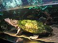 Matamata turtle 2048x1536