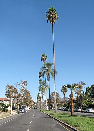 Median strip on Highland Avenue, Los Angeles
