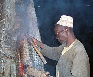 Medicin man collecting wild honey