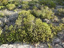 Melaleuca bracteosa (habit)