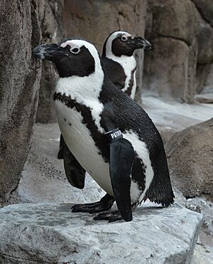 National Aviary African Penguins Patrick and Owen Krisiten Migliozzi November 2023
